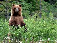 grizzly bear Dave Milne  5311  Grizzly Bear, Yukon